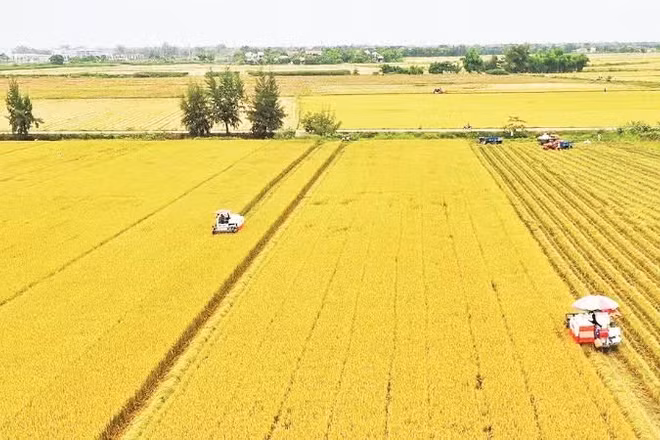 Thu hoạch lúa ở Đồng bằng sông Cửu Long. (Ảnh: TTXVN)
