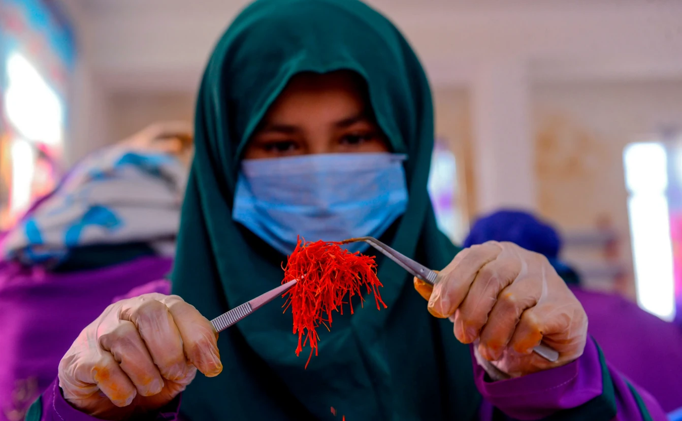 Video gây xúc động: Ngành sản xuất vàng đỏ tạo việc làm cho phụ nữ Afghanistan