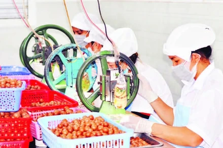 Công đoạn đóng gói sản phẩm mắc-ca tại một doanh nghiệp ở Lâm Đồng.