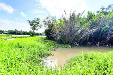 Trang trại nuôi heo dẫn ra sông Cái Bé có nguy cơ gây ảnh hưởng ô nhiễm môi trường.