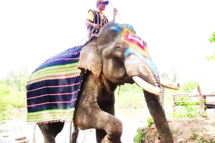 Buôn Đôn, vùng đất nổi tiếng về nghề săn bắt và thuần dưỡng voi rừng một thời.