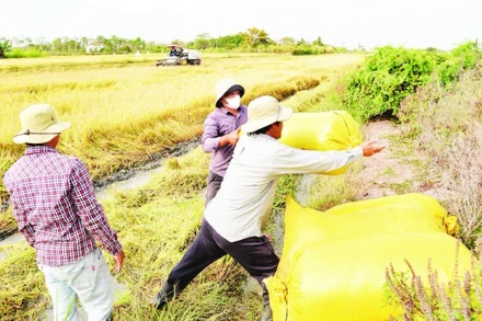 Nông dân xã Gia Thuận, tỉnh Đồng Tháp thu hoạch lúa đông xuân 2025-2026.