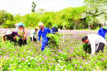 Nhiều nông dân ở xã Bình Thạnh Đông tham gia trồng rau dừa cạn làm thuốc.