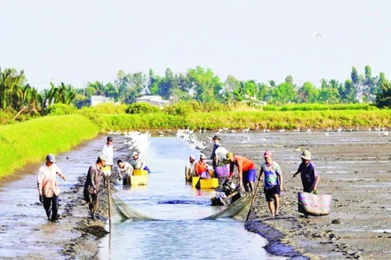 Nông dân An Giang thu hoạch tôm càng xanh.