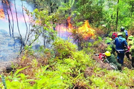 Lực lượng chức năng nỗ lực dập cháy thực bì dưới tán rừng ở Thanh Hóa.