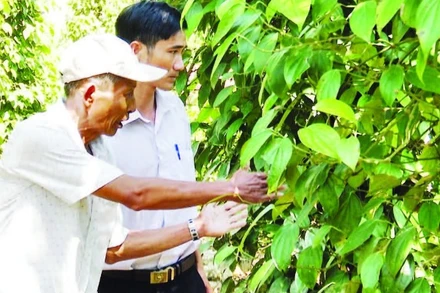 Mô hình trồng tiêu hiệu quả ở huyện Tiên Phước, tỉnh Quảng Nam (cũ).