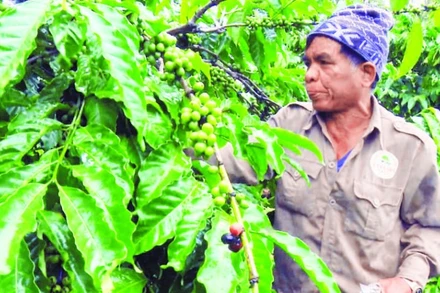 Già làng Điểu Sranh phát triển mô hình sản xuất hiệu quả để đồng bào tin và làm theo.