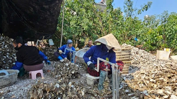 Cơ sở chế biến hàu ở thôn Phúc Tiến, xã Đầm Hà luôn có khoảng 30 lao động với mức thu nhập 200.000 đồng/người/ngày.