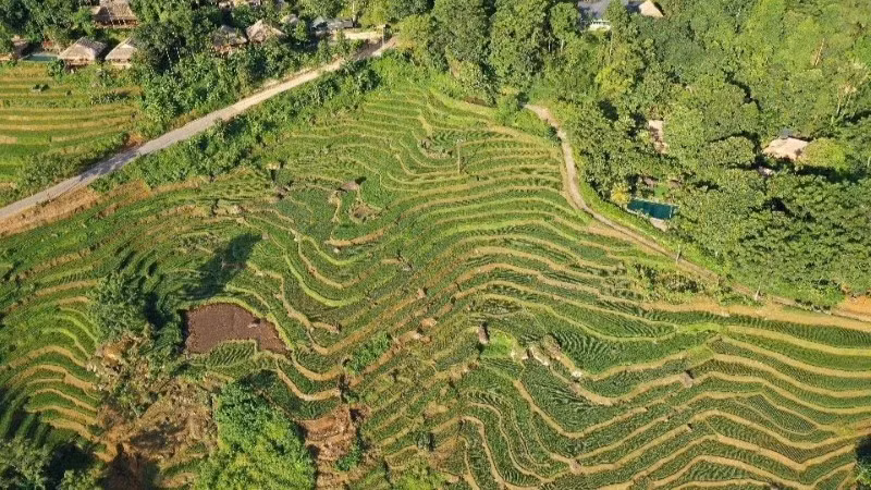 Pù Luông mùa lúa chín.