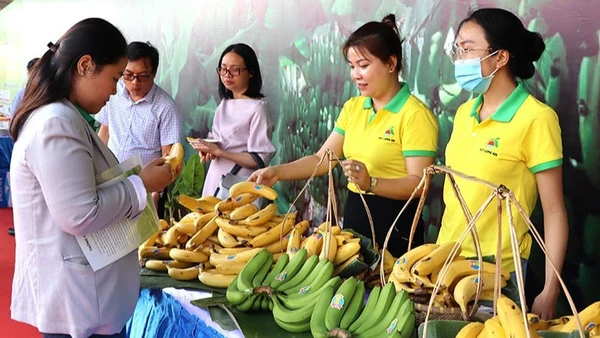 Chuối hiện là một trong những cây ăn quả chủ lực của Việt Nam.