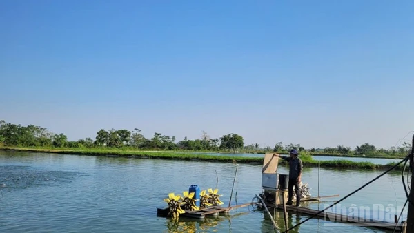 Mô hình nuôi cá rô phi mang lại lợi ích kinh tế cao tại xã Ứng Hòa, Hà Nội.