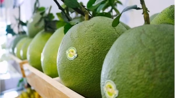 Ngày 10/4, Australia chính thức công bố điều kiện nhập khẩu bưởi tươi Việt Nam trên hệ thống BICON. (Ảnh: Chinhphu.vn)