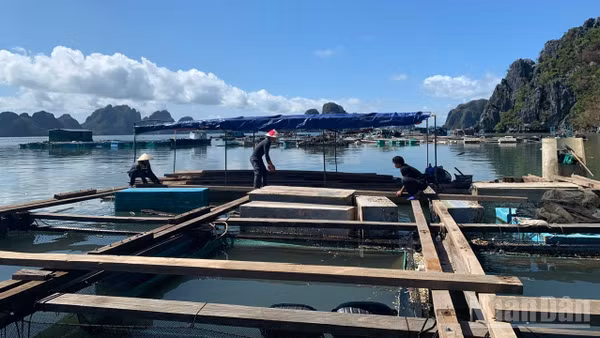 Ngư dân sửa lại lồng bè sau thiên tai. 