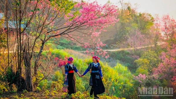 Nét đẹp hoa Tớ dày tại Mù Cang Chải. (Ảnh: THANH SƠN)