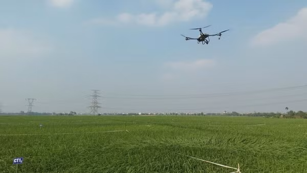 Sử dụng Drone phun thuốc bảo vệ thực vật. (Ảnh: BÍCH HỒNG)