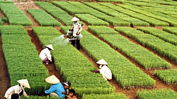 Hơn sáu thập kỷ qua, “Tết trồng cây” do Chủ tịch Hồ Chí Minh khởi xướng đã trở thành nét đẹp văn hóa mỗi độ Xuân về.