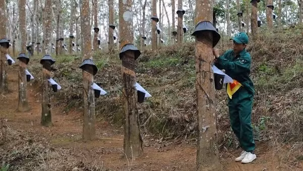 Khai thác mủ cao-su ở Điện Biên. (Ảnh: nhandan.vn)