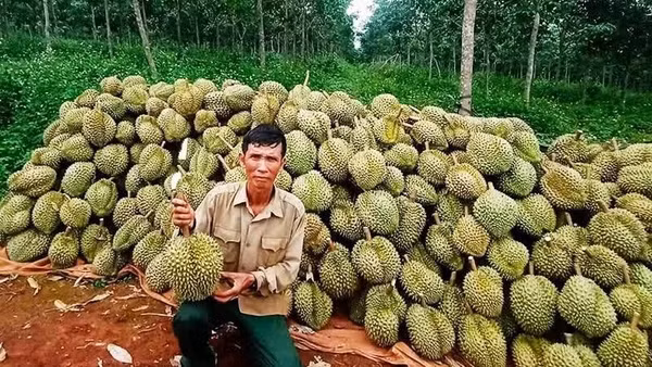 Thu hoạch sầu riêng xuất khẩu.