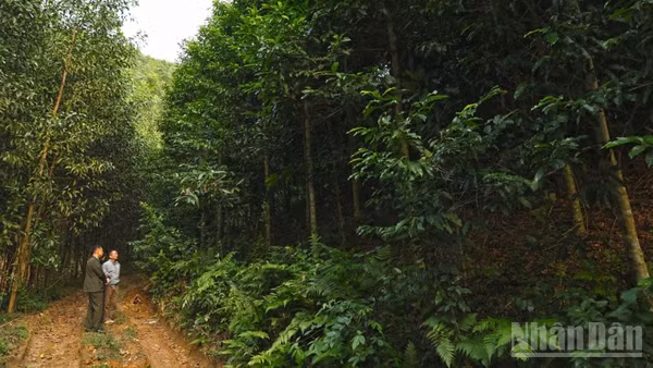 Bộ Nông nghiệp và Môi trường thúc đẩy phát triển 1 triệu ha rừng trồng gỗ lớn đến năm 2030.