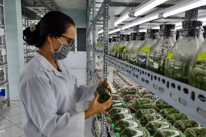 Phòng nhân giống in vitro hoa lan tại Khu Nông nghiệp công nghệ cao Thành phố Hồ Chí Minh.
