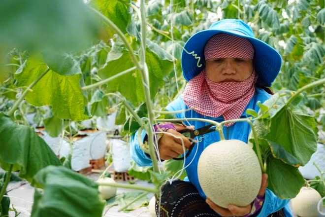 Nông dân Thành phố Hồ Chí Minh thu hoạch dưa lưới.