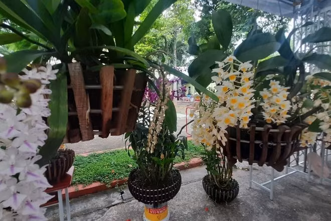 Hoa lan được trưng bày tại hội thi hoa lan Thành phố Hồ Chí Minh.