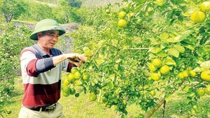 Kiểm tra sự sinh trưởng và phát triển của cây chanh. (Ảnh: TUẤN SƠN-HÀ NHUNG) 