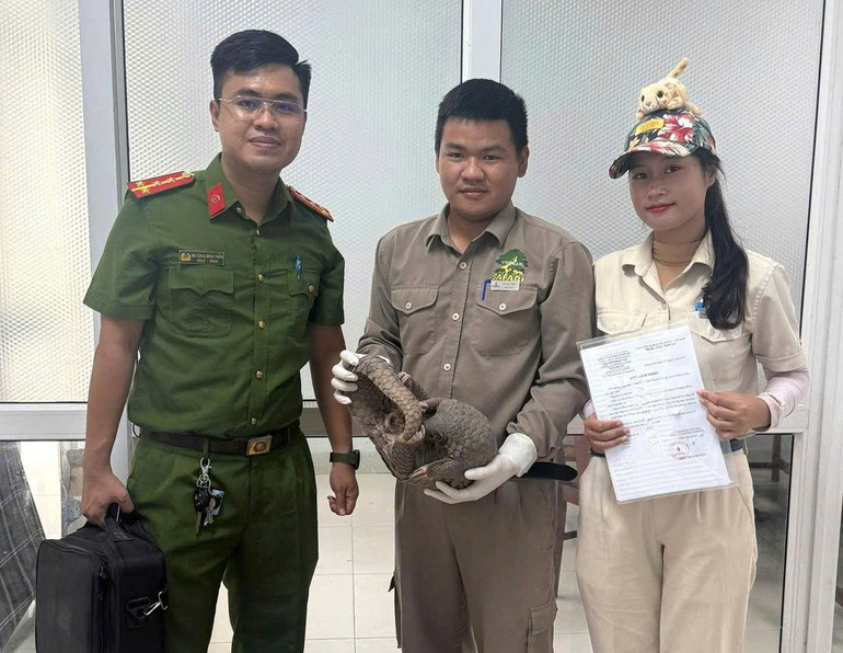 Cơ quan Công an đã bàn giao cá thể tê tê cho Cơ sở bảo tồn đa dạng sinh học Vinpearl River Safari Nam Hội An để cứu hộ. (Ảnh: Công an cung cấp) 2.jpg