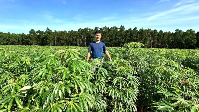 Sắn là cây trồng chủ lực của vùng Bắc Trung Bộ.