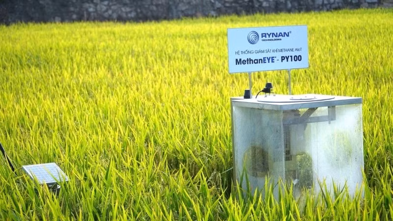 Quy trình MRV gồm 6 bước: Chuẩn bị, đăng ký, thiết lập đường cơ sở, đo đạc, báo cáo, thẩm định.