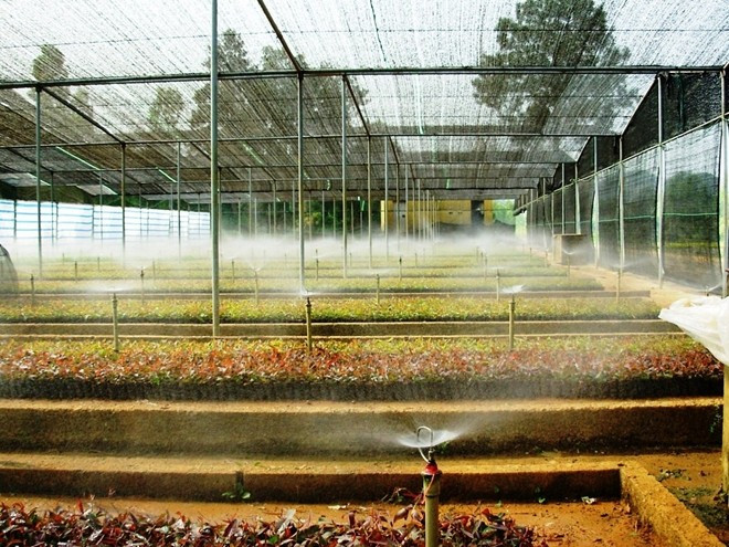 Viện Nghiên cứu Cây nguyên liệu giấy luôn ứng dụng, phát triển công nghệ vào hoạt động sản xuất kinh doanh lâm nghiệp.