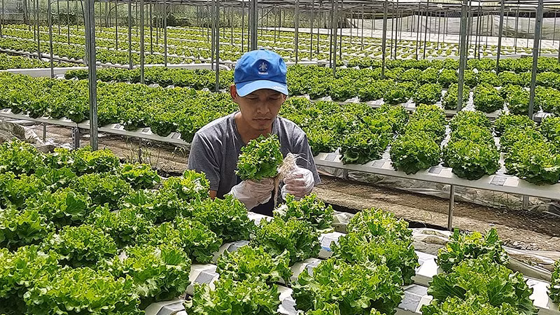 Sản xuất rau an toàn theo hướng công nghệ cao.