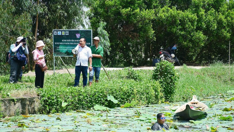 Mô hình nông nghiệp xanh tại An Giang: Trồng sen kết hợp nuôi cá trê vàng.