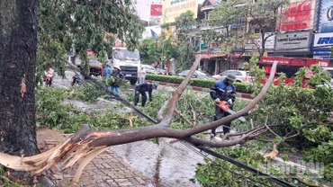 Hàng loạt cây xanh trên các tuyến đường thuộc địa phận thành phố Vinh ( cũ) ngổn ngang sau bão. (Ảnh: ĐÌNH PHƯỢNG)