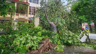 Công nhân vệ sinh môi trường khẩn trương thu dọn cây đổ sau bão số 5. (Ảnh: NGÔ TUẤN)