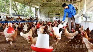 Theo báo cáo của Bộ Nông nghiệp và Môi trường 8 tháng đầu năm 2025, đàn gia cầm tăng 3,6%.