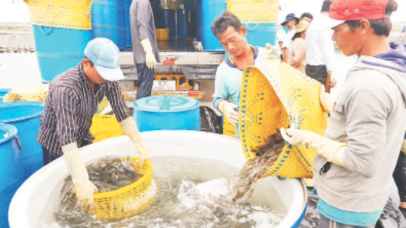 Thu hoạch tôm nuôi tại Sóc Trăng.