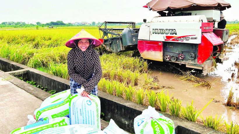 Sản lượng lúa của vùng Đồng bằng sông Hồng góp phần bảo đảm an ninh lương thực.
