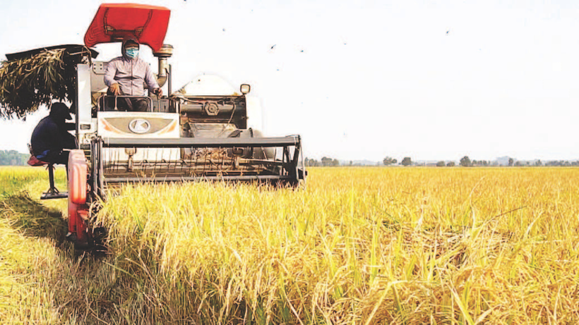 Thu hoạch lúa ở Tây Ninh có tỷ lệ cơ giới hóa cao nhất (100% ). (Ảnh TRẦN TRUNG)