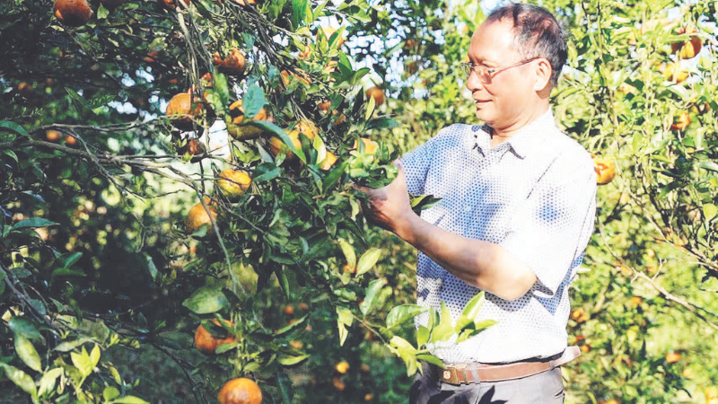 Ông Nguyễn Quang Đông kiểm tra chất lượng trái cam.