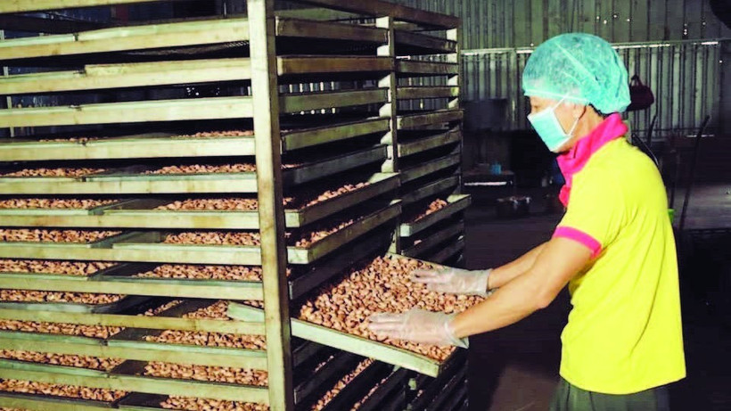 Chế biến hạt điều ở phường Phước Bình, tỉnh Đồng Nai.