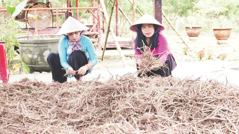 Hợp tác xã Nông nghiệp xanh Gò Nổi sẵn sàng nguồn nguyên liệu xanh tại địa phương.