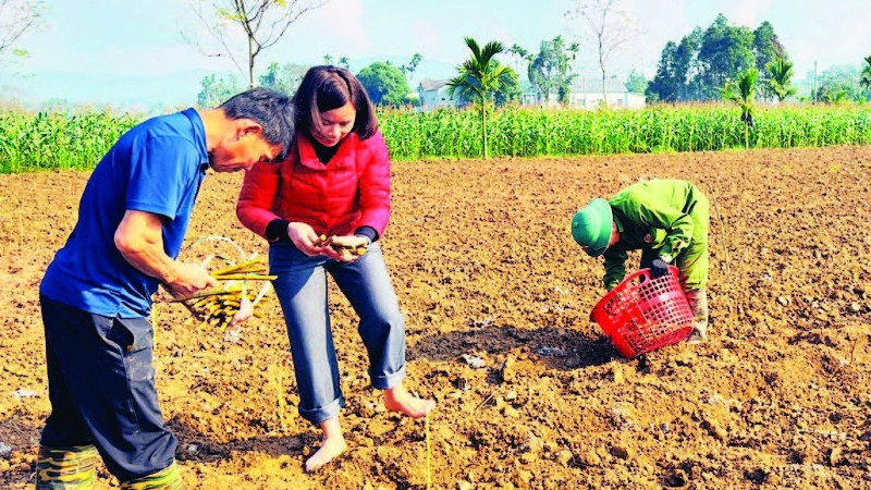 Chị Nga tham gia cùng nông dân trồng dâu tằm vụ mới.