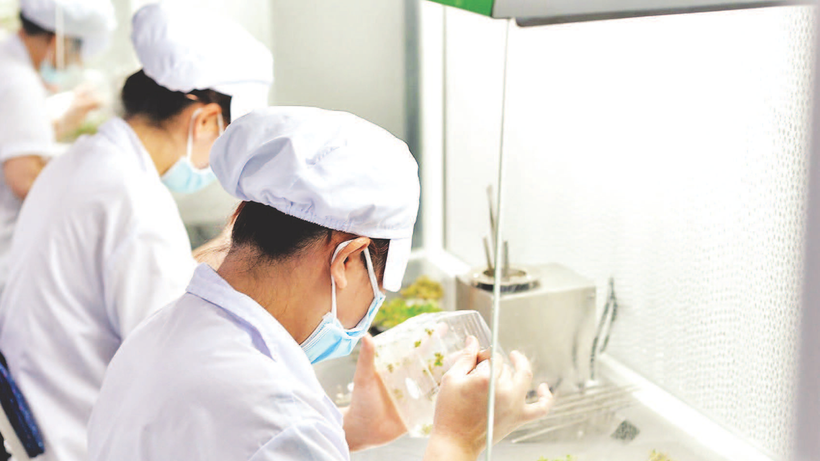Sản xuất giống rau, hoa bằng phương pháp nuôi cấy mô tại một doanh nghiệp ở Lâm Đồng.