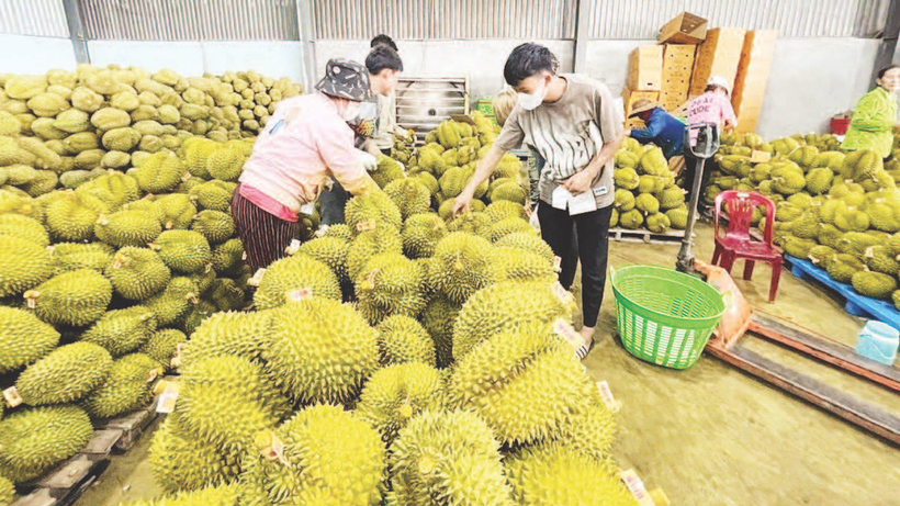 Kiểm tra chất lượng sầu riêng xuất khẩu.