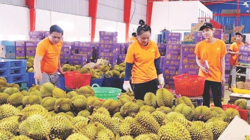 Phân loại sầu riêng để xuất khẩu.