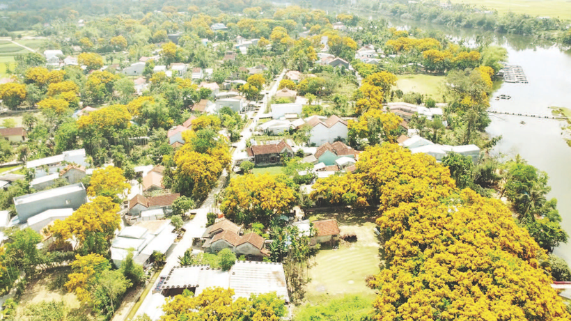 Làng sinh thái Hương Trà, nơi được mệnh danh là thủ phủ của sưa vàng.