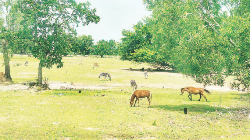Rừng dầu Hồng Liêm có nhiều động vật quý hiếm.
