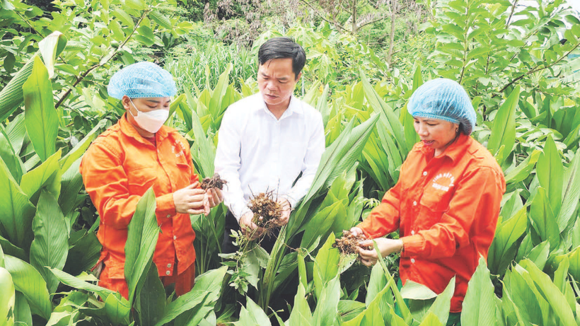 Cán bộ kỹ thuật Hợp tác xã Nông lâm nghiệp tổng hợp Ngọc Sơn kiểm tra chất lượng củ nghệ trước khi thu hoạch, chế biến.