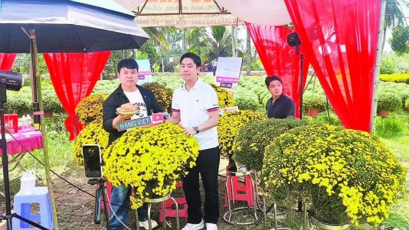 Người dân được hỗ trợ bán cúc mâm xôi ra hoa sớm.